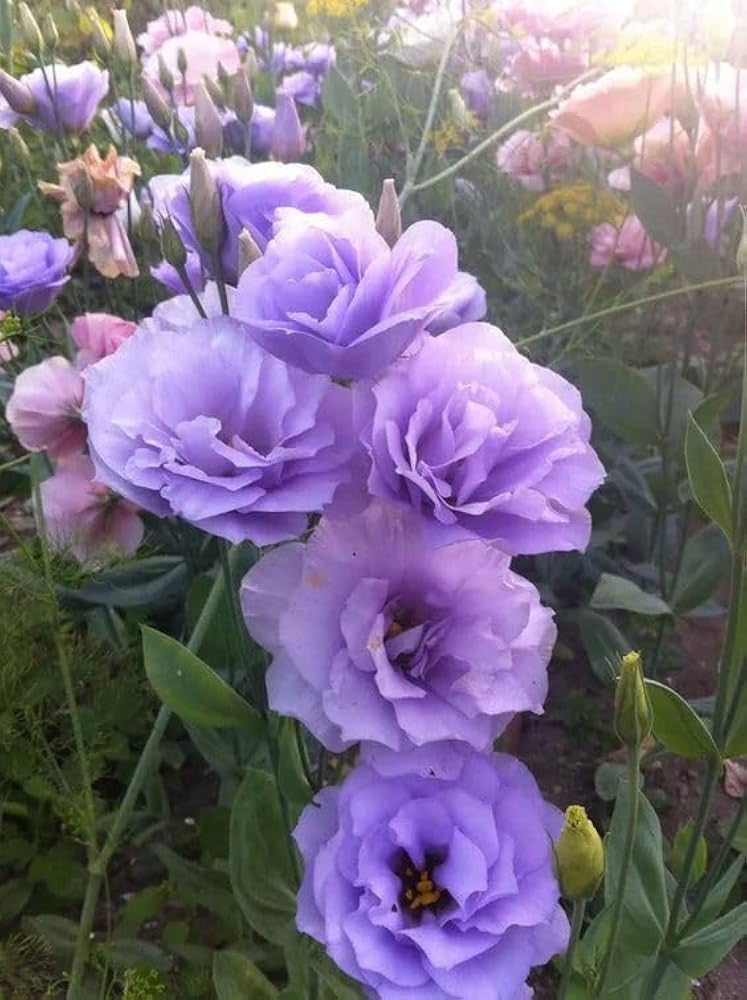 Mariachi Lavender – Lisianthus Seed