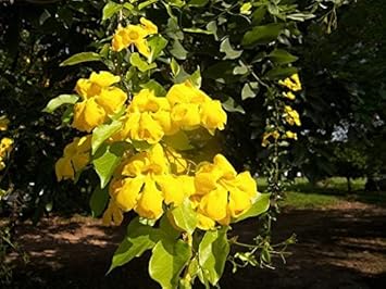 Heirloom Dolichandra Unguis Flower Seeds, Non-GMO, Climbing Blooms for Trellises and Fences for planting in home garden