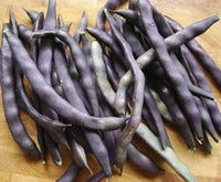 Purple Bean Phaseolus vulgaris seeds for garden planting