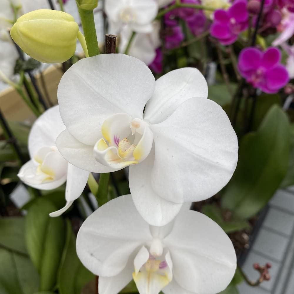 Butterfly Orchid Flower Seeds for Planting, 100 - Orchid for planting in home garden