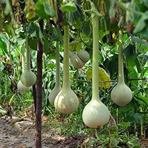 Dipper Gourd Vegetable Seeds for Planting – High Yield and Nutrition Vegetable Grow at your Home Garden