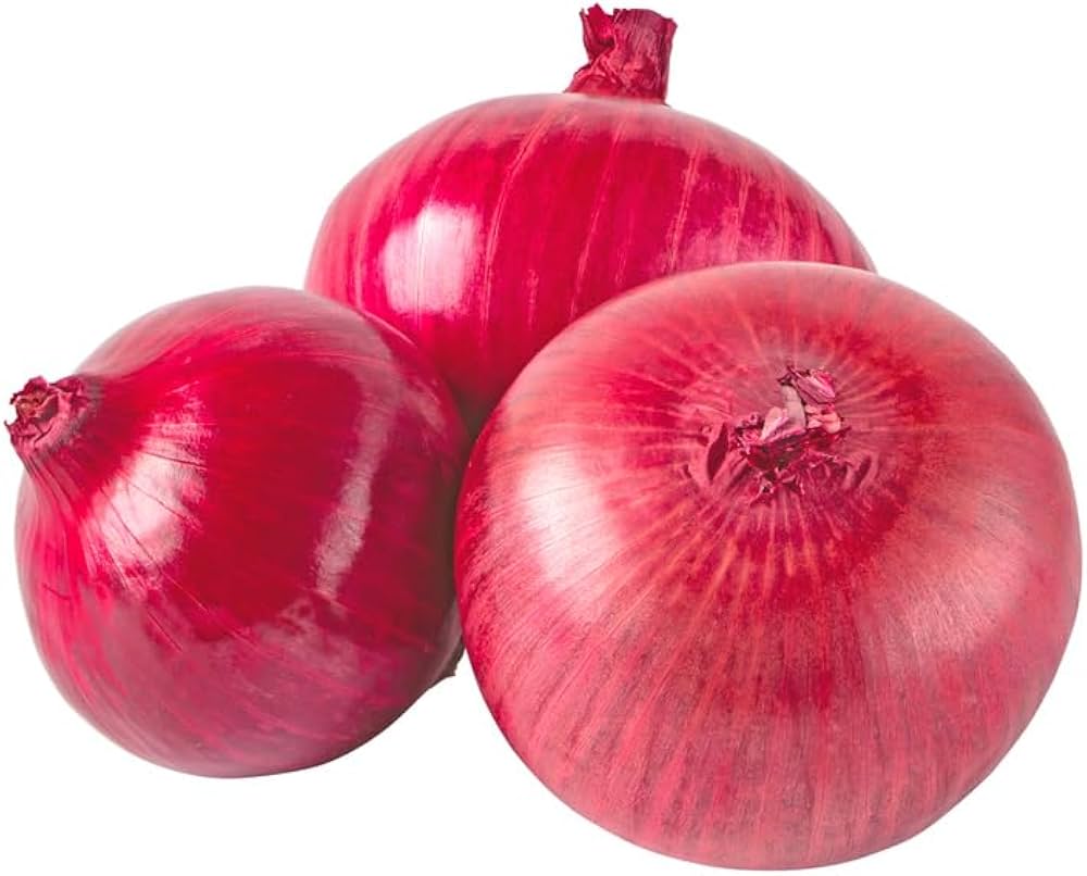Burgundy (red onion Allium cepa vegetable) for planting in garden