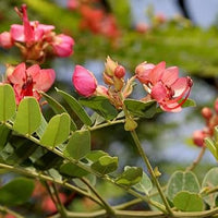 Cassia Marginata Flower Seeds for Planting - 100 - Marginata for planting in home garden