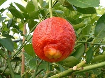 Orange Lemon Tree Seed for Planting - Extra-Large Citrus Fruits for Home Gardens