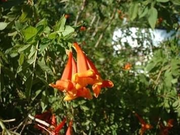Orange Tecoma Jubilee Flower Seeds – Heirloom Non-GMO seeds for Bright Garden
