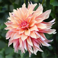 Labyrinth Dahlia