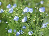 Blue Linum Flower Seeds for Planting - 100 pcs