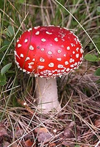 Mushroom Seeds for Planting Red - 100 pcs