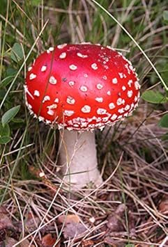 Mushroom Seeds for Planting Red - 100 pcs