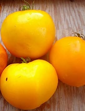 Deep Yellow Tomato Seeds for Planting - 100 pcs