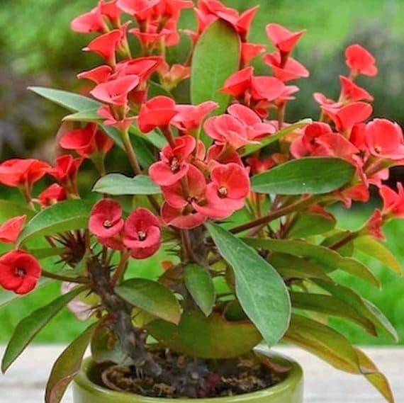 Heirloom Euphorbia Griffithii Flower Seeds for Planting, Non-GMO, Healthy and Vibrant Blooms