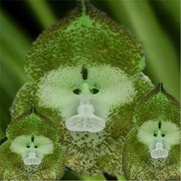 Light Green Monkey Face Orchid Seeds for Planting - Heirloom Seeds for Home Garden, GMO Free