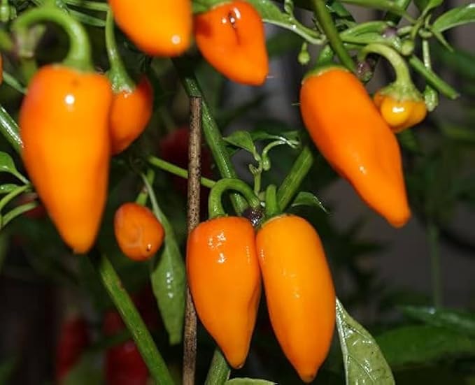 Orange Paprika Heirloom Seeds
