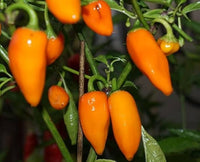 Orange Paprika Heirloom Seeds