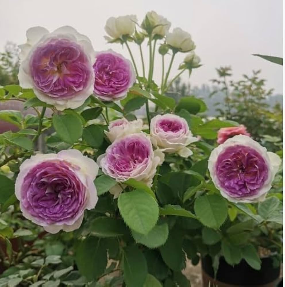African Moonstone Violet Perennial Flower Seeds