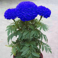 Marigold Flower Seeds 100 pc for Planting 100