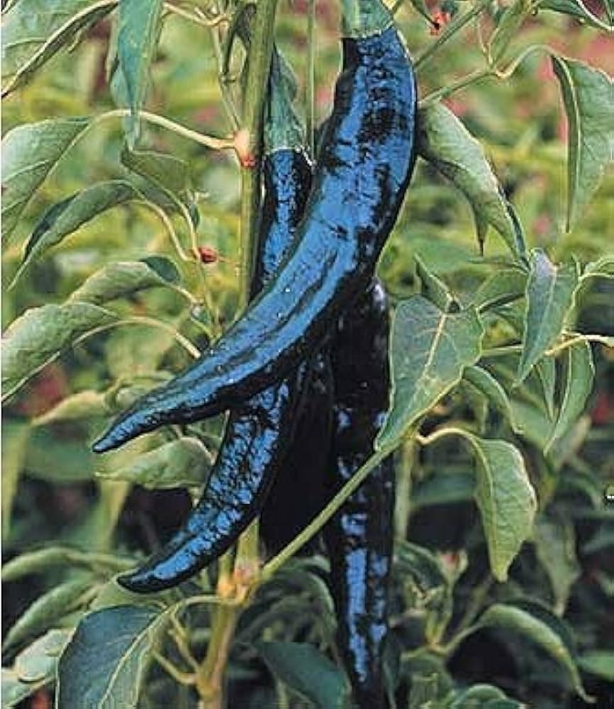 Pasilla (ancho pepper Capsicum annuum mild chili) for planting in garden