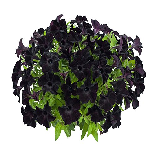 Black Petunia Flower - for planting in home garden