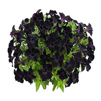 Black Petunia Flower - for planting in home garden
