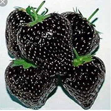Strawberry Fruit Seeds for Cultivating Juicy Red Berries