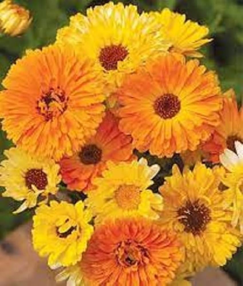 Calendula- Pacific Beauty Mixed