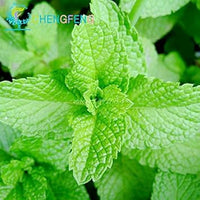 Pink Monarda Seeds for Planting – Organic, Heirloom, Non-GMO Flower Seeds