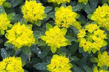 Heirloom Fireglow Flower Seeds, Non-GMO Bright Orange Blooms for Eye-Catching Garden Planting for planting in home garden