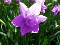 Violet Daffodils Flower Seeds for Planting for planting in home garden