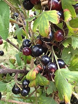 Black Currant (Ribes nigrum) Plant Seeds for Planting - Ideal fro Home Garden Seeds, GMO Free