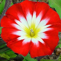 Convolvulus Flower Seeds – Heirloom Non-GMO Seeds for Colorful Ground Cover Garden Planting - Flower for planting in home garden
