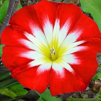 Convolvulus Flower Seeds – Heirloom Non-GMO Seeds for Colorful Ground Cover Garden Planting - Flower for planting in home garden