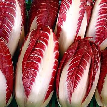 Red Radicchio Cichorium intybus seeds for garden planting