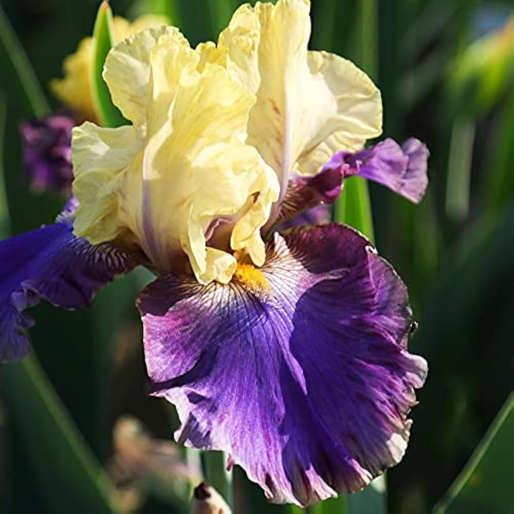 Jurassic Park Reblooming Bearded Iris Seeds