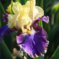 Jurassic Park Reblooming Bearded Iris Seeds
