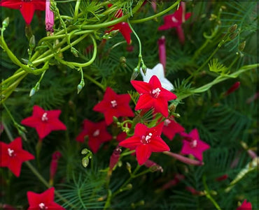 Organic Heirloom Non-GMO Ipomea Seeds for Planting – Vibrant Climbing Blooms