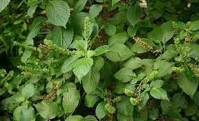 Ocimum Gratissimum Vegetable Seeds for Planting - 100 pcs