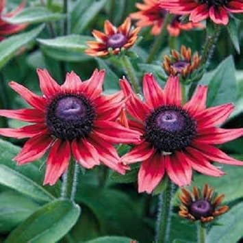 Organic Red Rudbeckia Flower Seeds for Planting – Heirloom, Non-GMO
