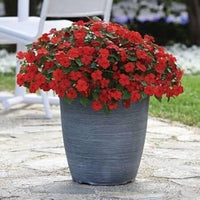 Heirloom Non-GMO Pink Flower Pot Plant Seeds for Container Gardening and Decorative Planting