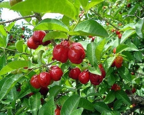 Portal Cool Pitanga Fruit Seeds Suriname Brazilian Cherry - Tropical and Tart Pitanga Fruit for Your Garden