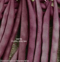 Purple Bean Vegetable Seeds for Planting - 100 pcs