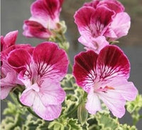 Red Sementes Seeds for Planting – Organic, Heirloom, Non-GMO Flower Seeds