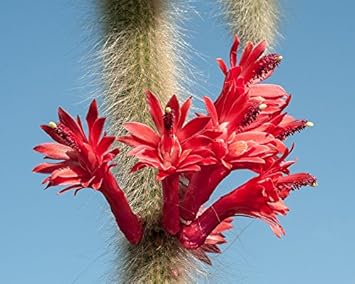 Winteria Colademononis Red Plant Seeds for Planting - 100 pcs