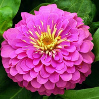 Violet Zinnia Flower Seeds for Planting – Non-GMO, Heirloom, Colorful Garden Blooms