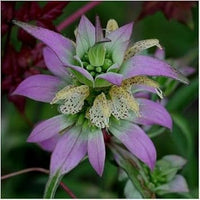 Monarda Punctata Purple Seeds – Organic, Heirloom, Non-GMO Flower Seeds for Planting
