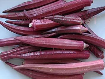 Burgundy Okra Vegetable Seeds for Planting, heirloom & Non-GMO Seeds