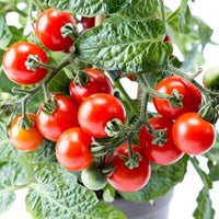 Dwarf Red Robin Tomato Vegetable Seeds for Planting,Heirloom Non-GMO seeds