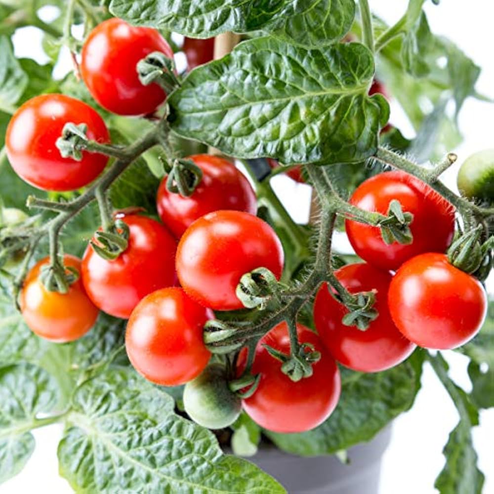 Dwarf Red Robin Tomato Solanum lycopersicum for planting in urban garden