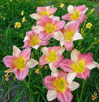 Non-GMO (Non-GMO scientific name) for planting in garden