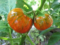 Orange Green Eggplant Seeds for Planting - 100 pcs