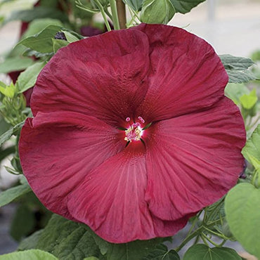 Hibiscus Mixed Colors Giant Perennial Exotic Flower Seeds
